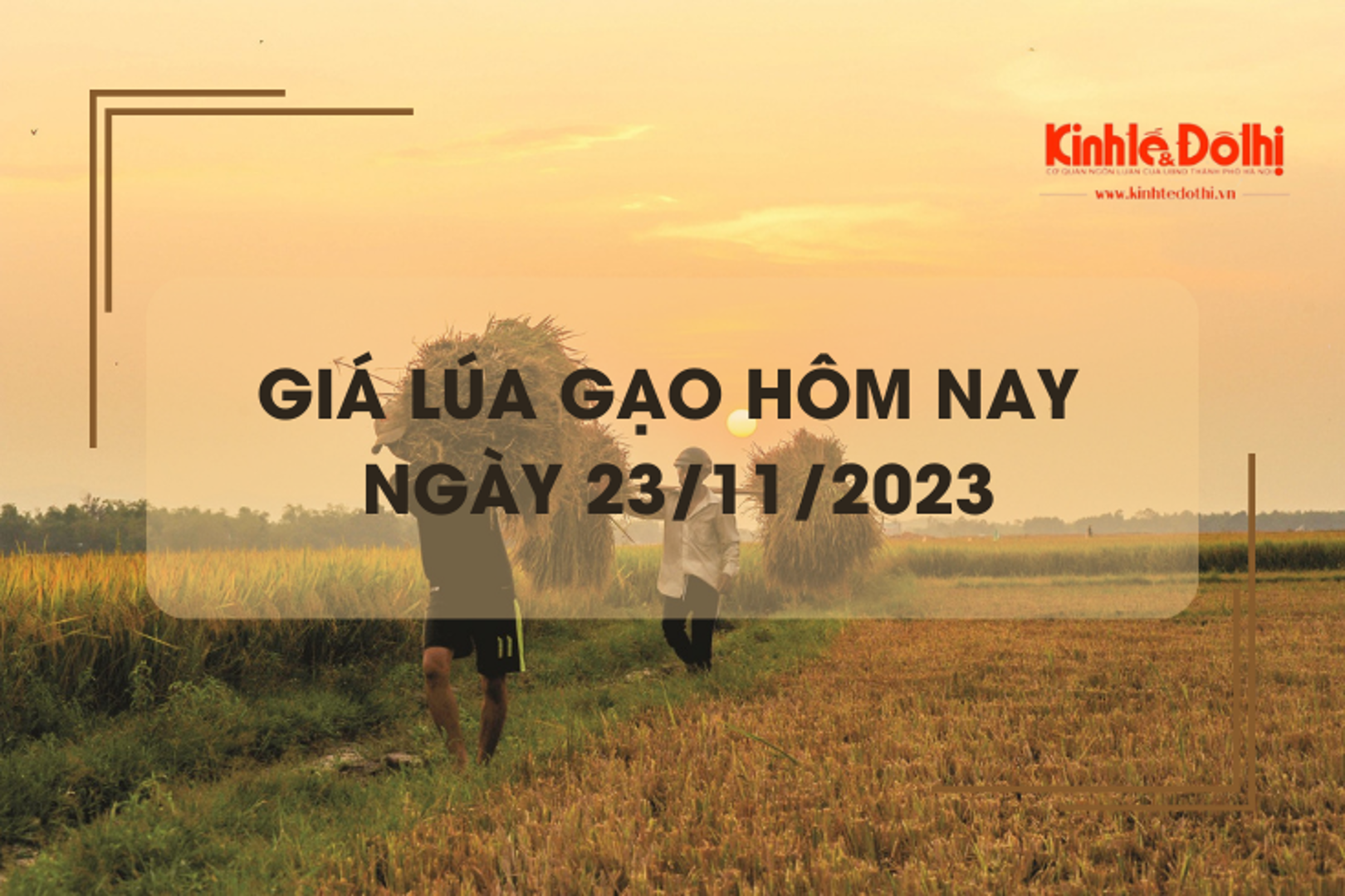 Giá lúa gạo hôm nay 23/11/2023: Giá gạo xuất khẩu  tăng 10 USD/tấn.