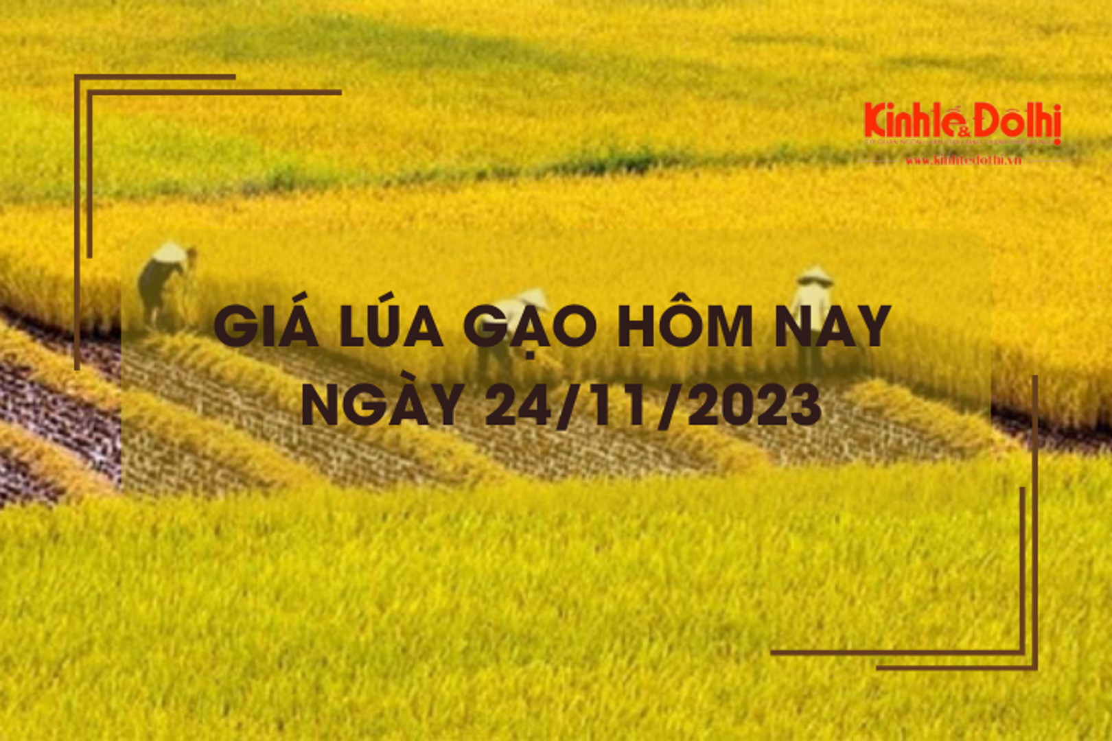 Giá lúa gạo hôm nay 24/11/2023: Đồng loạt đi ngang 