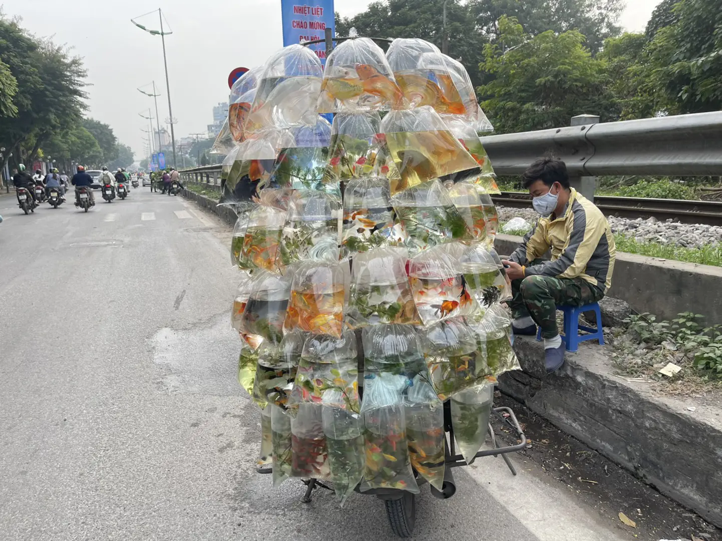 Cửa hàng buôn cá cảnh vắng khách, ế ẩm