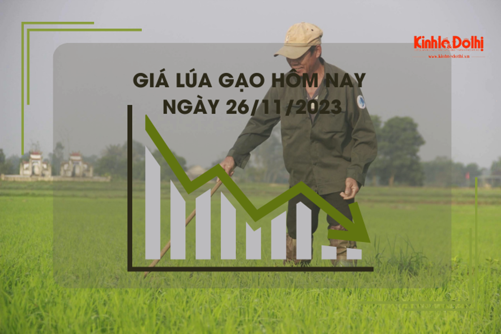 Giá lúa gạo hôm nay 26/11/2023: Giá lúa tăng, giá gạo chững 