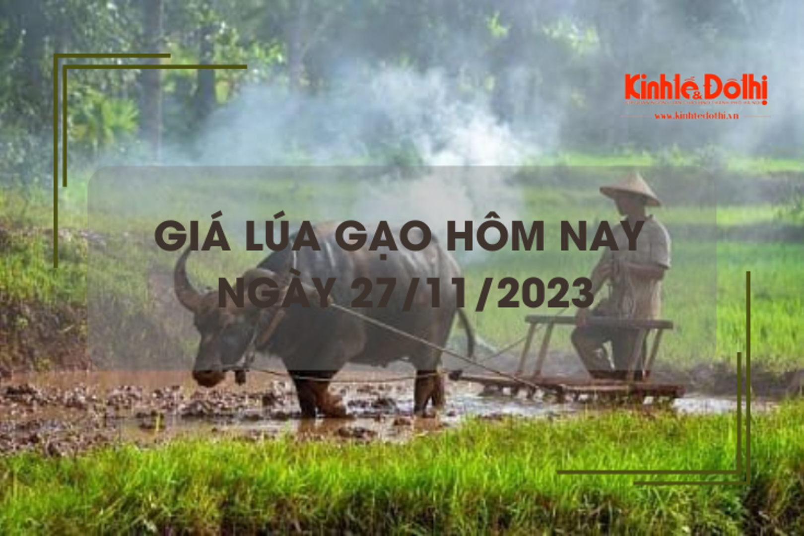 Giá lúa gạo hôm nay 27/11/2023: Lúa đi ngang, giá gạo tùy chất lượng