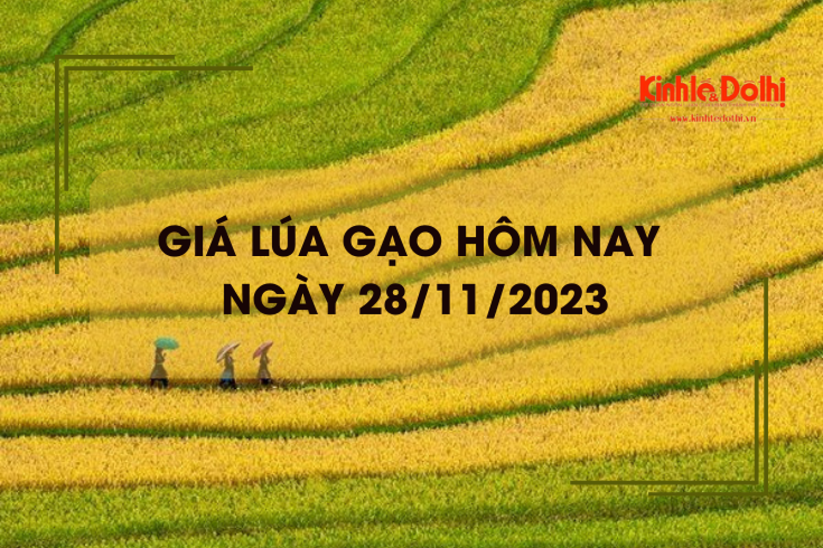 Giá lúa gạo hôm nay 28/11/2023: Giá lúa tăng, giá gạo chững 