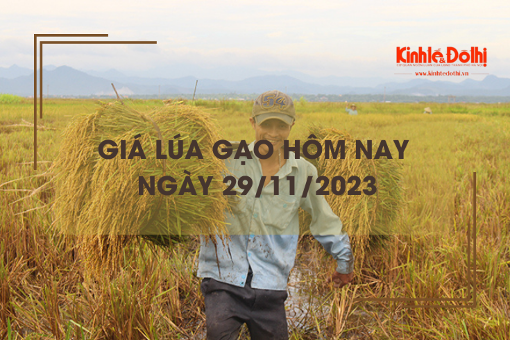 Giá lúa gạo hôm nay 29/11/2023: Giá lúa giảm, giá gạo tăng 