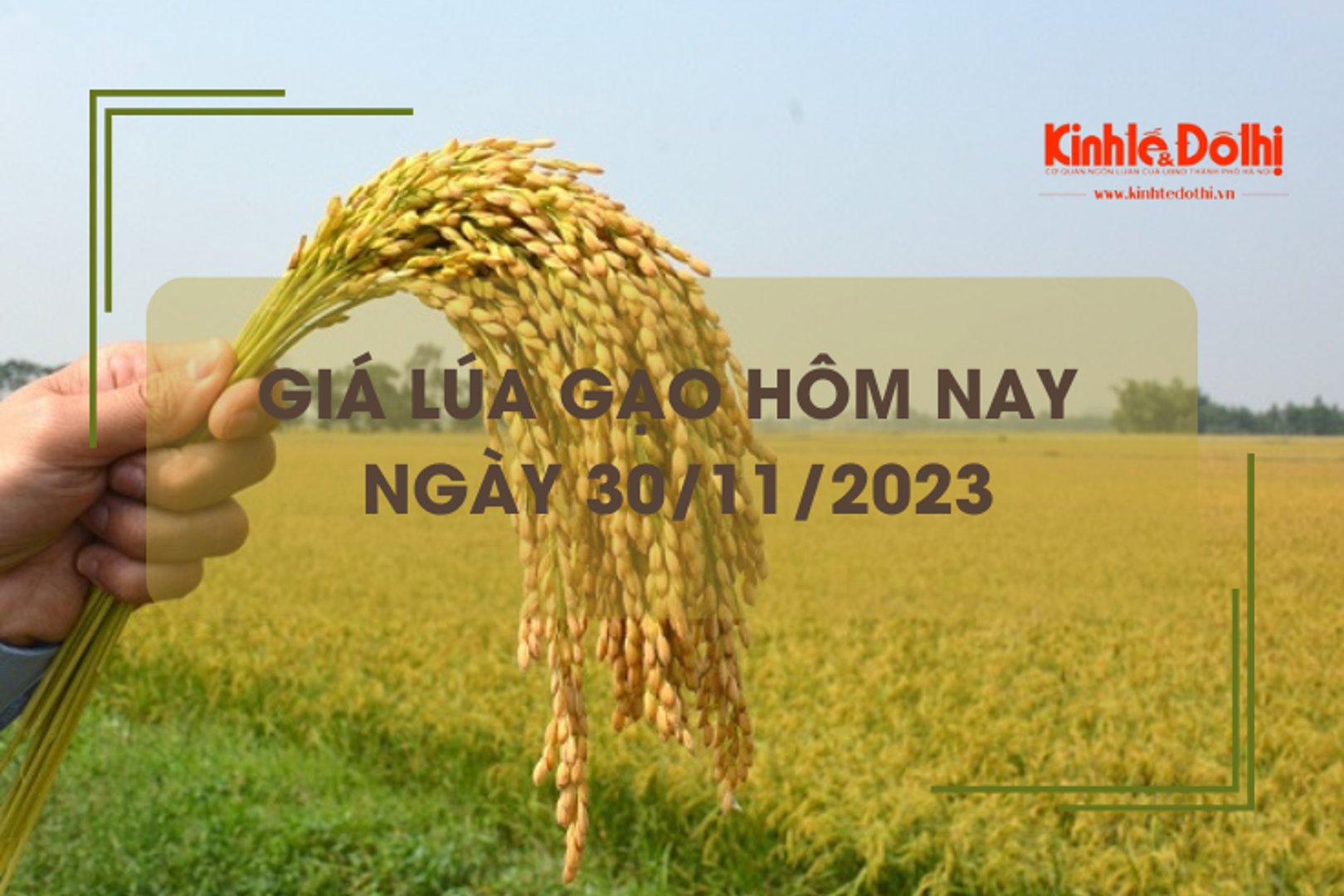 Giá lúa gạo hôm nay 30/11/2023: Giá lúa chững, giá gạo tăng nhẹ