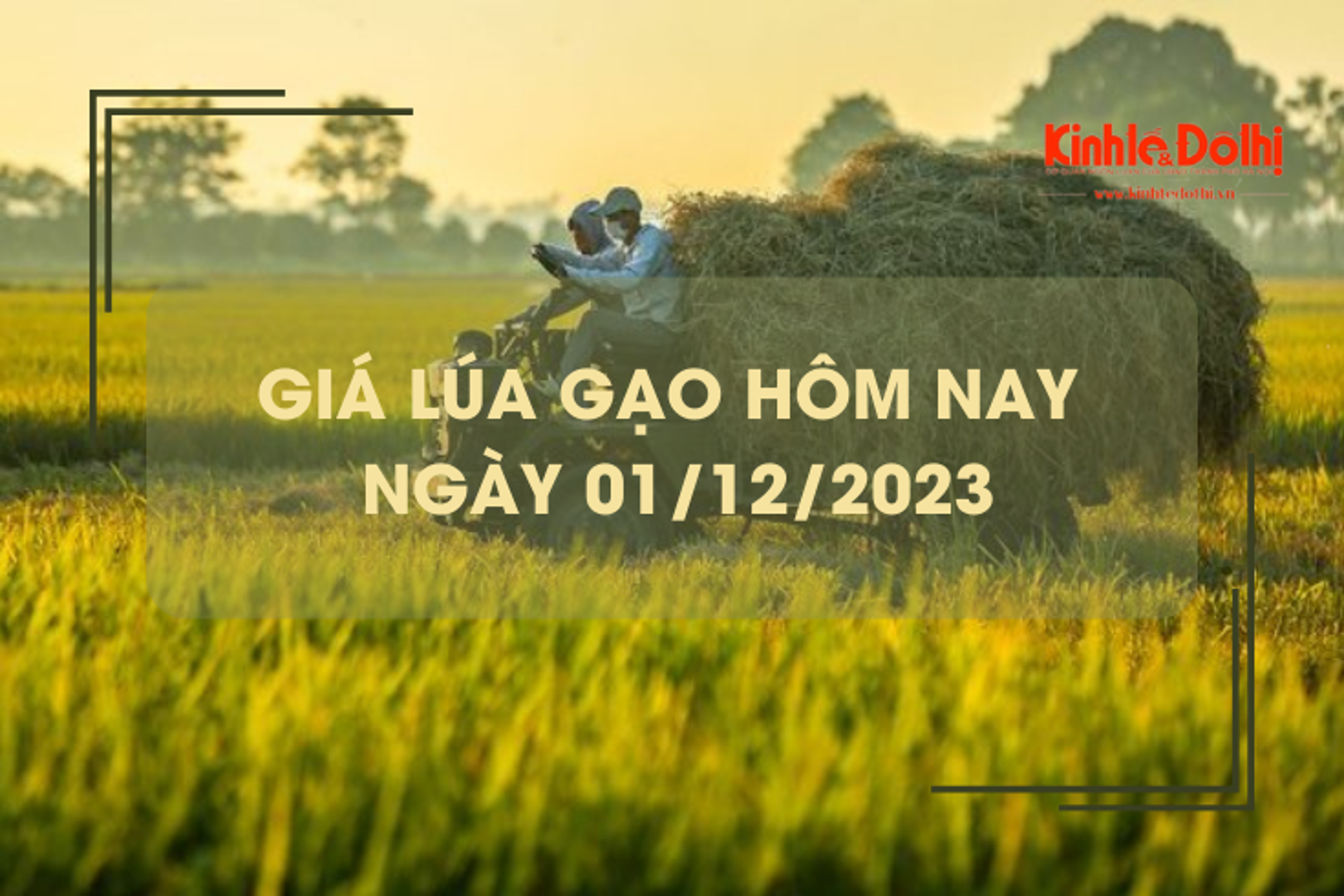 Giá lúa gạo hôm nay 1/12/2023: Đồng loạt đi ngang