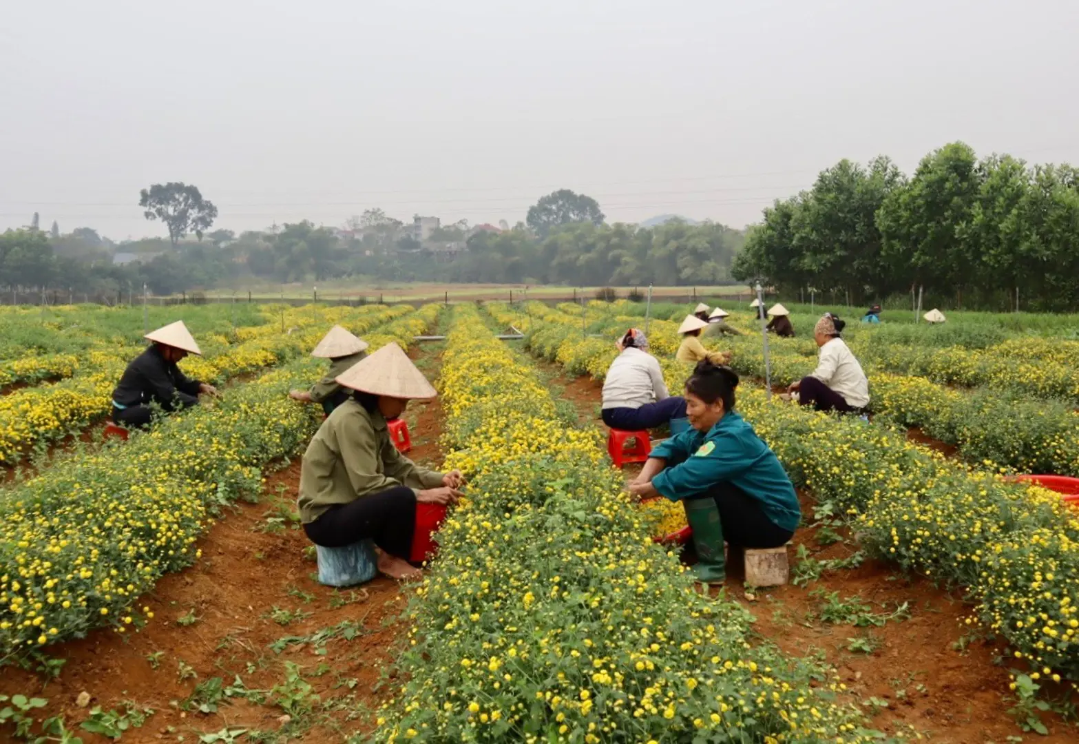 Hà Nội: Biến vùng đất đồi gò thành cánh đồng hoa cúc chi trù phú