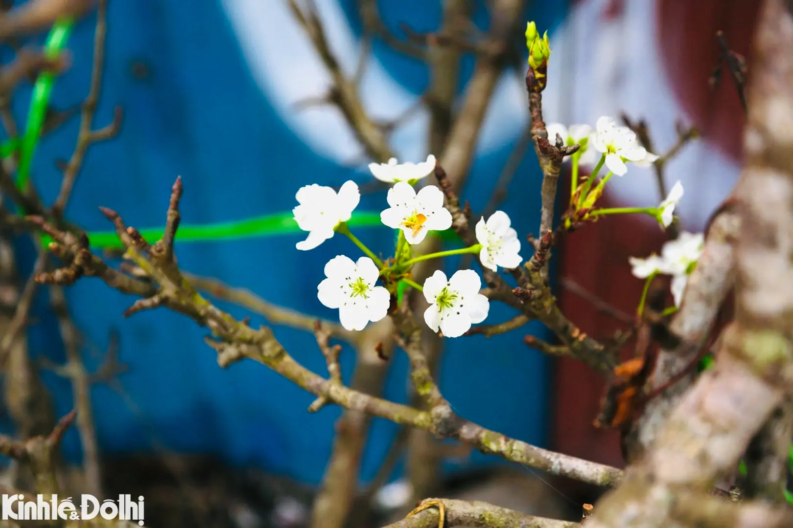 Chưa đến Tết, người Hà Nội đã nô nức chơi hoa lê rừng