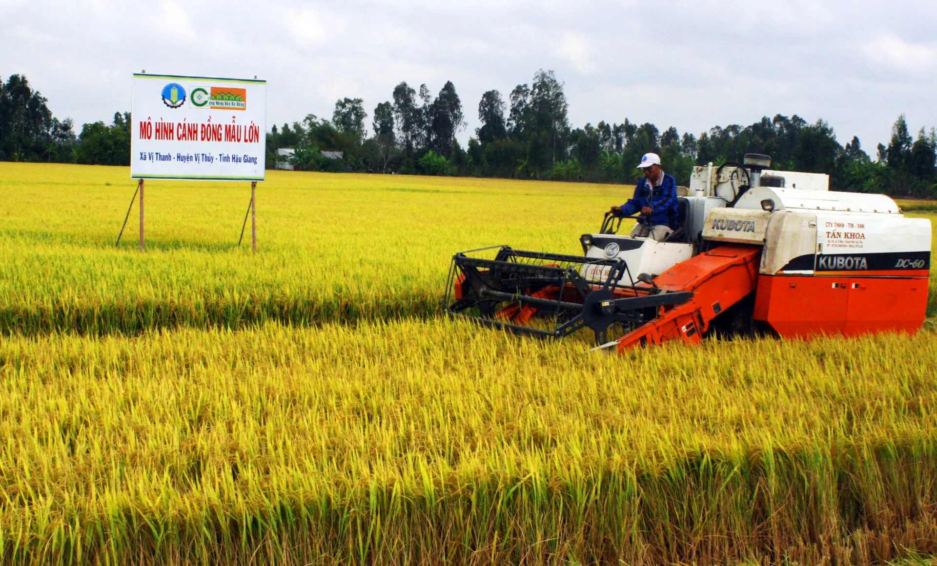 Thành lập Hiệp hội Ngành hàng lúa gạo Việt Nam