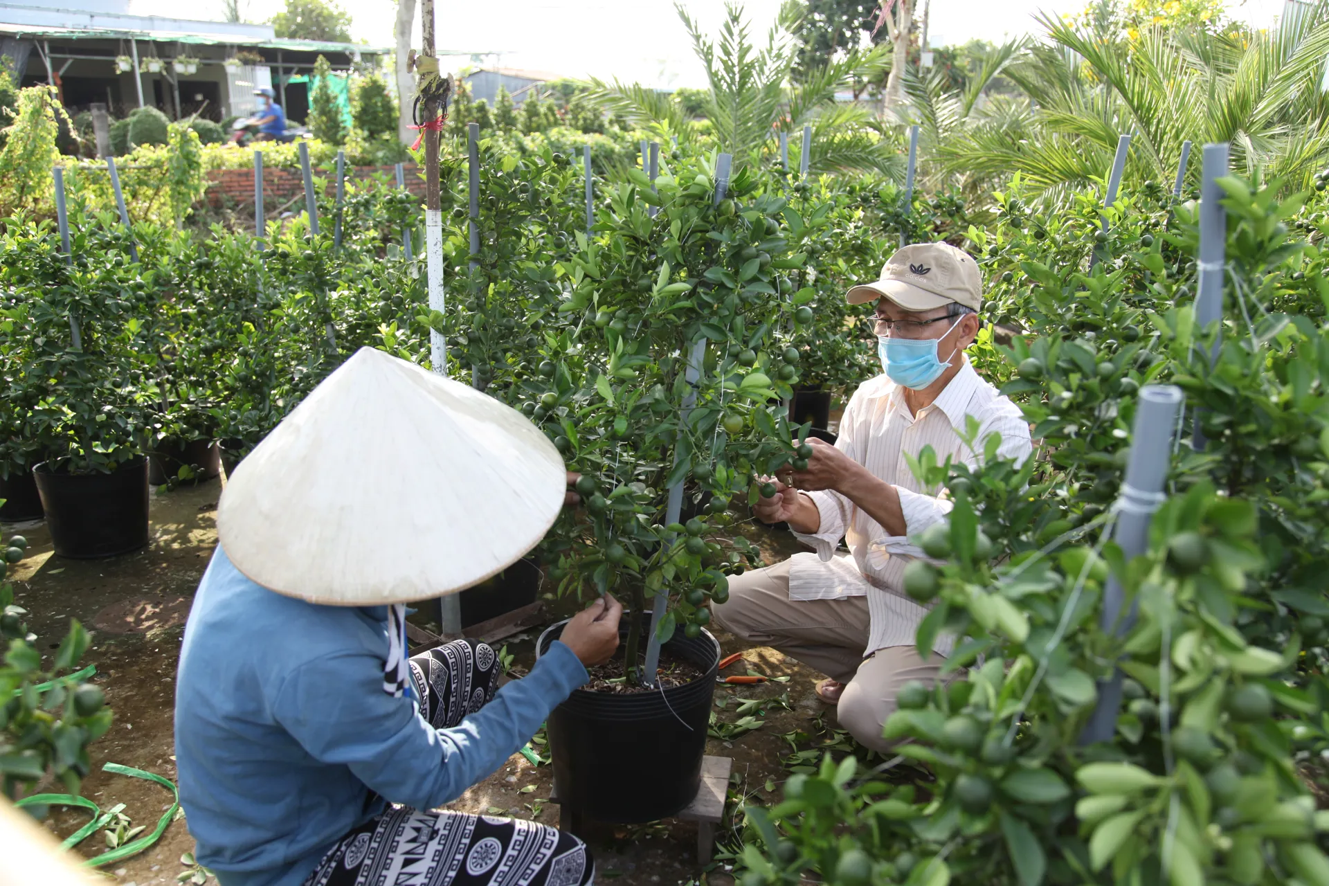 Đồng Tháp: Kỳ vọng chuyển mình từ Festival hoa kiểng Sa Đéc