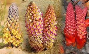 Bài thuốc dùng Nhục thung dung tăng cường sức khỏe