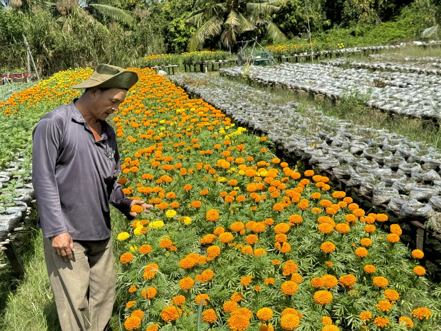 Nông dân Cần Thơ tất bật chuẩn bị hoa kiểng mùa Tết