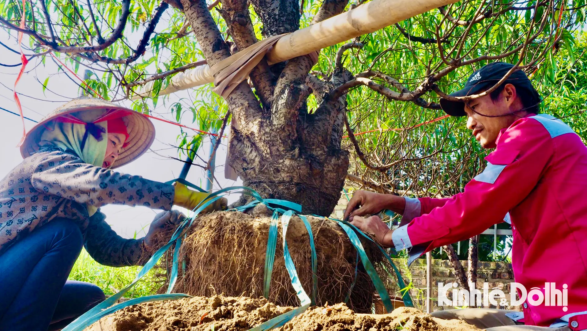 Trồng gốc đào thuê, người nông dân kiếm tiền triệu mỗi ngày