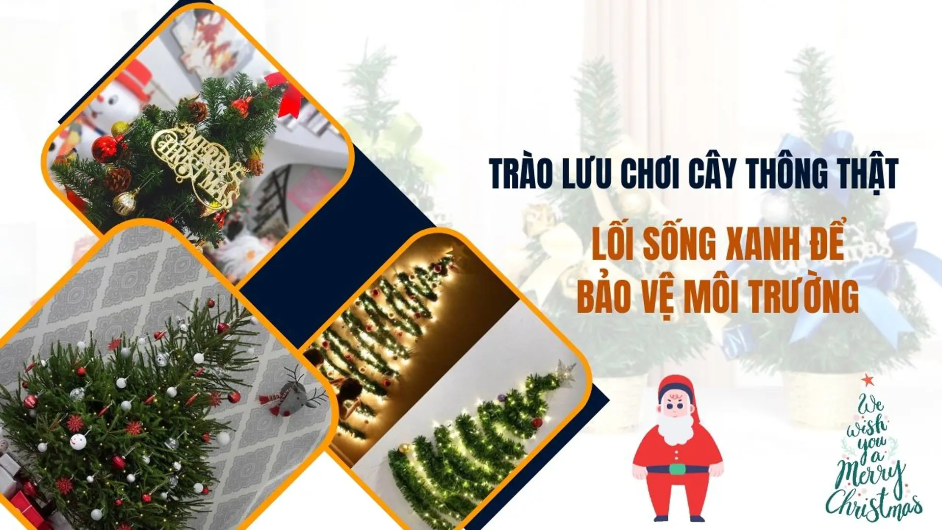 Trào lưu chơi cây thông thật: Lối sống xanh để bảo vệ môi trường