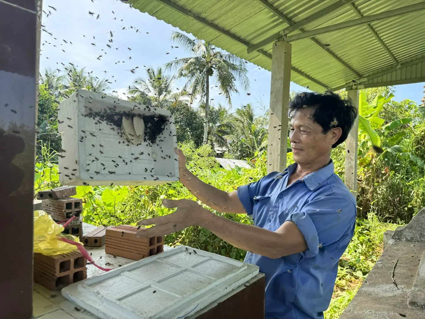 Người đàn ông miền Tây có tuyệt chiêu "dụ" ong về nuôi lấy mật