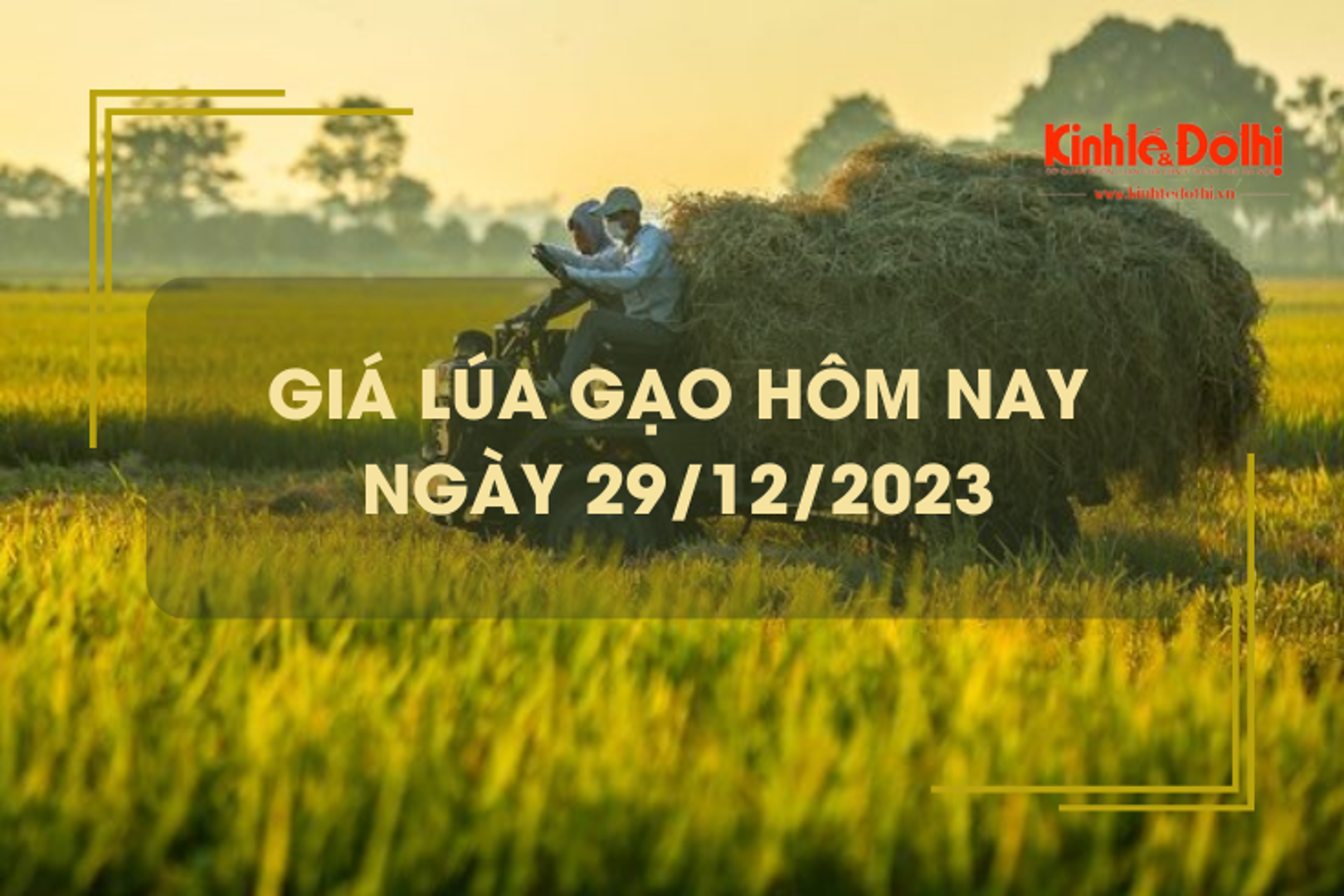 Giá lúa gạo hôm nay 29/12/2023: Duy trì ổn định