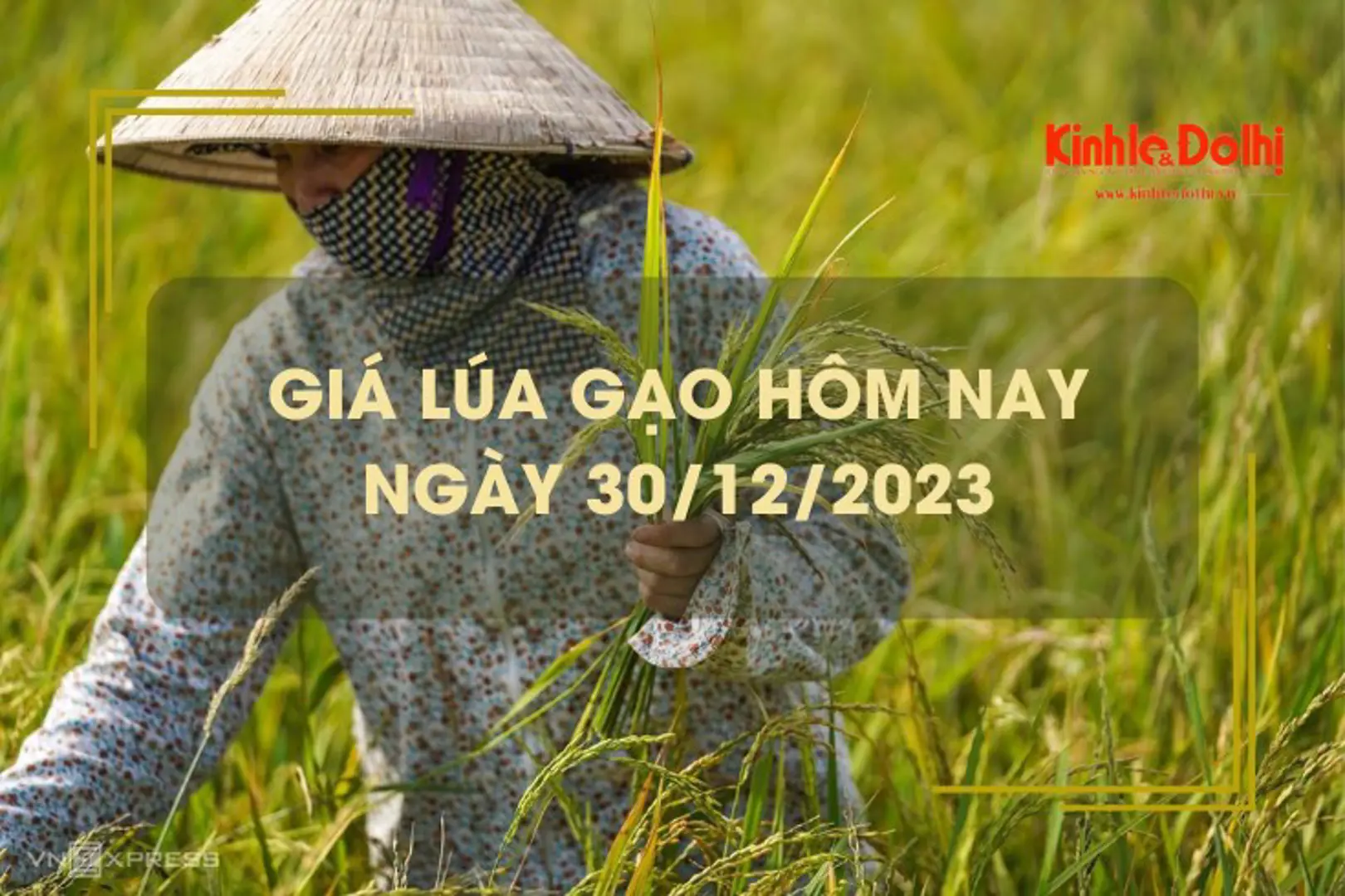 Giá lúa gạo hôm nay 30/12/2023: Duy trì đà ngang