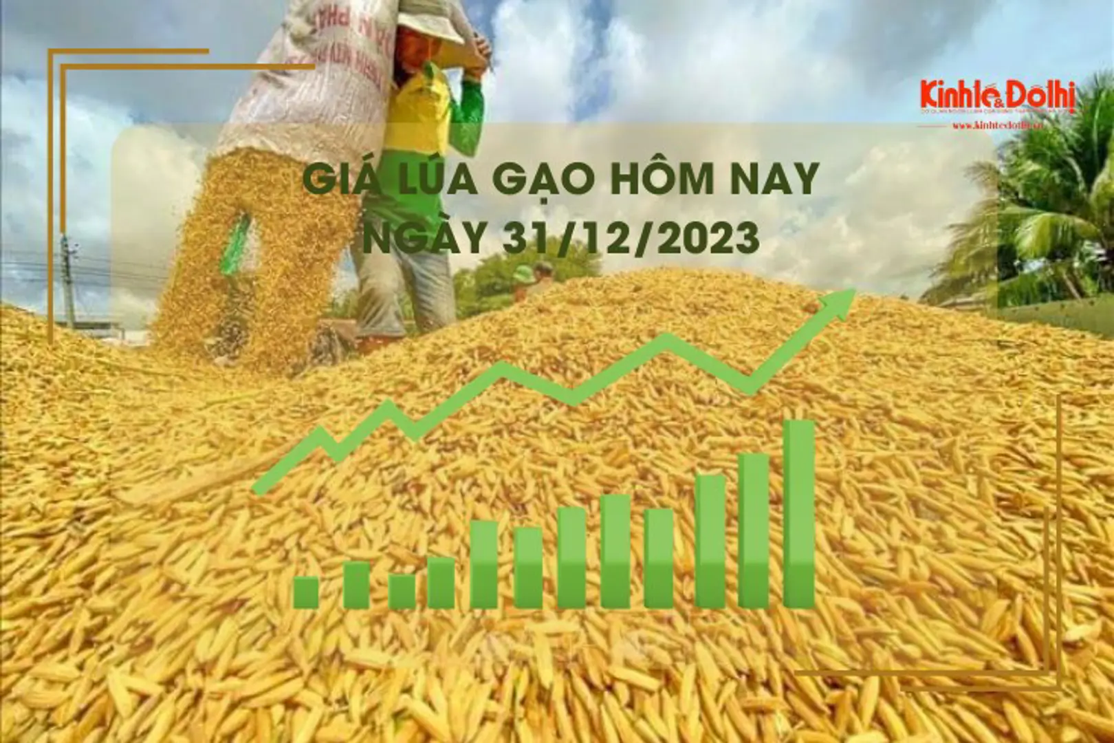 Giá lúa gạo hôm nay 31/12/2023: Không có biến động