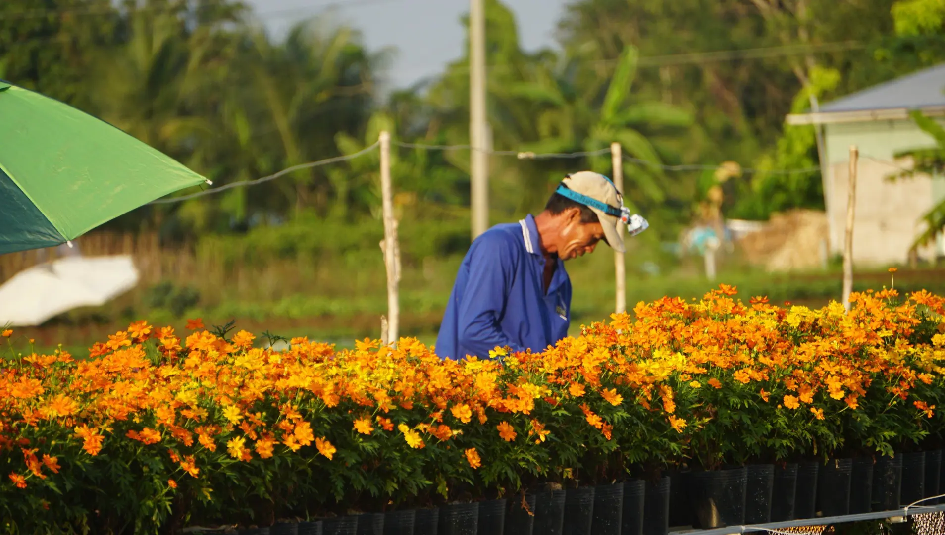 Đồng Tháp: Hoa, kiểng Sa Đéc - ngành hàng chủ lực của ngành nông nghiệp