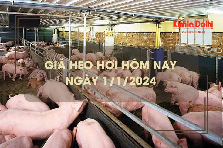 Giá heo hơi hôm nay 1/1/2024: Thị trường không có biến động ngày đầu năm