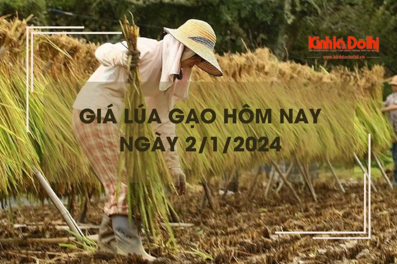 Giá lúa gạo hôm nay 2/1/2024: Kéo dài đà chững giá 