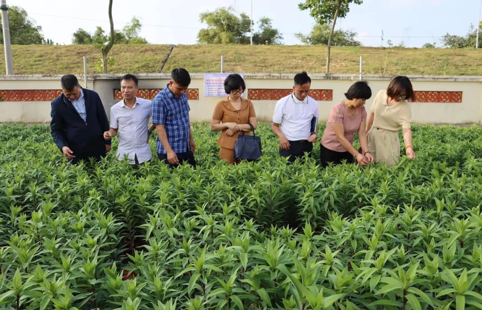 Khuyến nông Hà Nội lan tỏa sản xuất xanh, bền vững