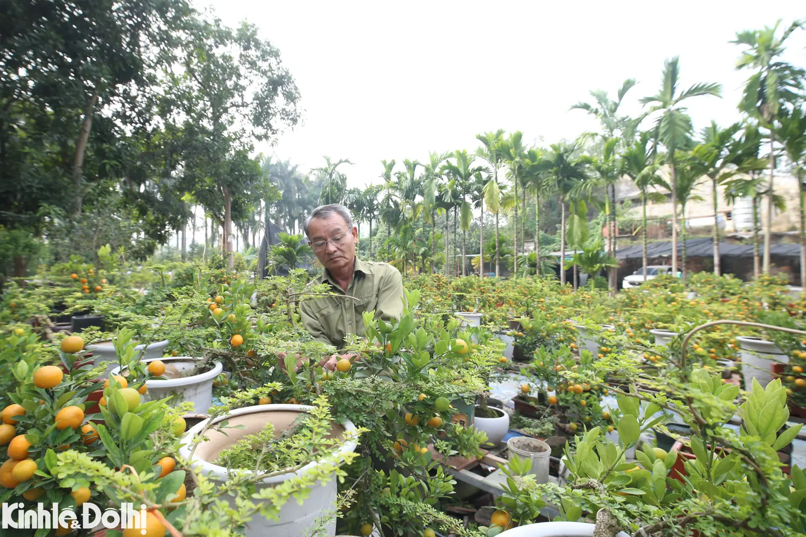 Vườn quất ghép cây cần thăng tạo nguồn thu hàng trăm triệu dịp Tết