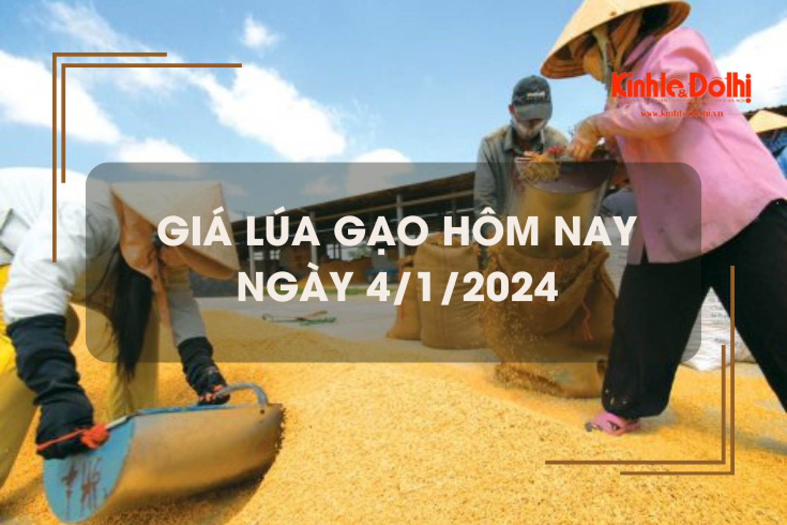 Giá lúa gạo hôm nay 4/1/2024: Giá lúa giảm, giá gạo chững