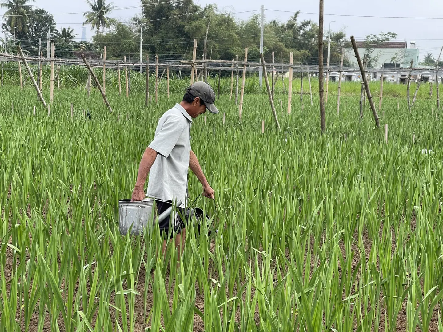 Thời tiết đang thuận lợi, người trồng hoa kỳ vọng vụ hoa Tết bội thu