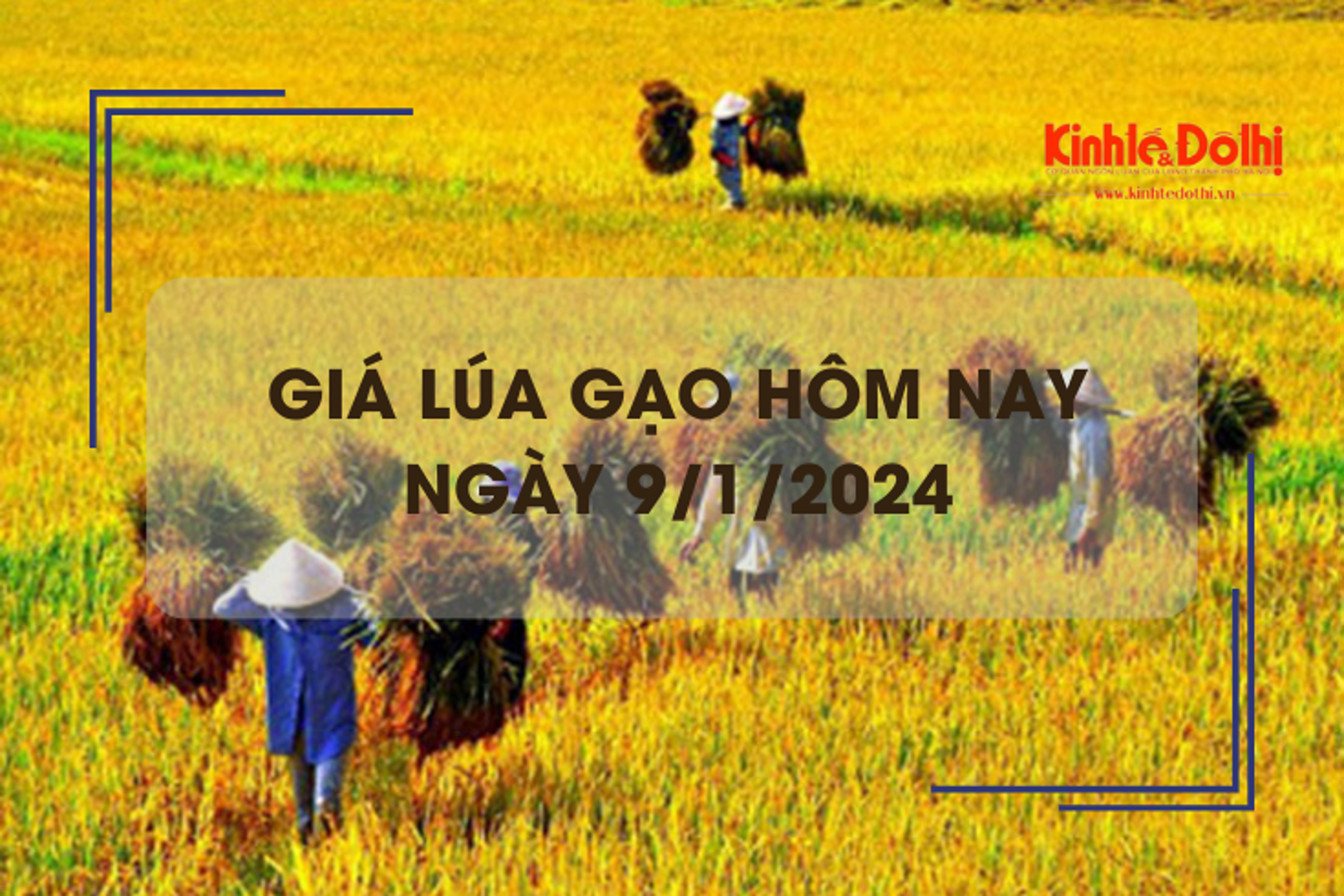 Giá lúa gạo hôm nay 9/1/2024: Giá gạo tăng cao