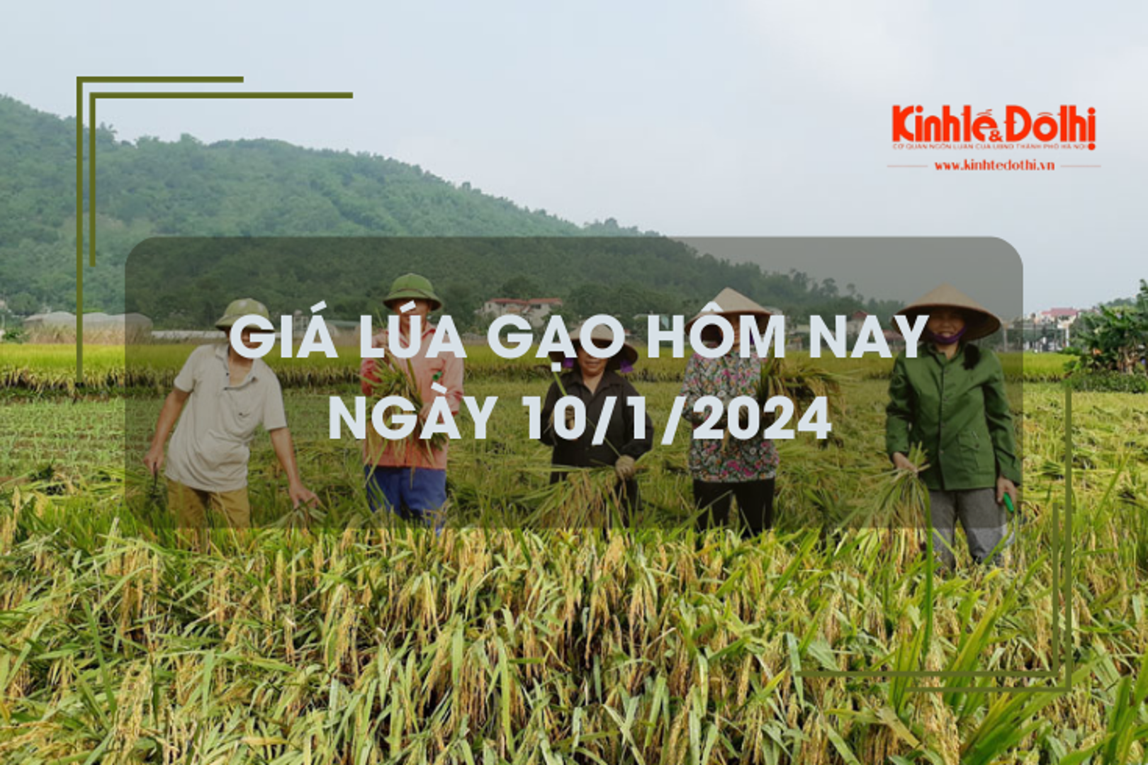 Giá lúa gạo hôm nay 10/1/2024: Giá lúa chững, giá gạo tăng 