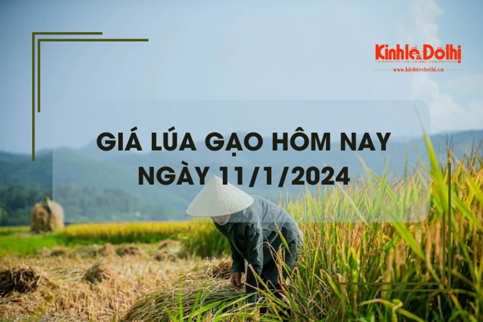 Giá lúa gạo hôm nay 11/1/2024: Giá gạo giảm