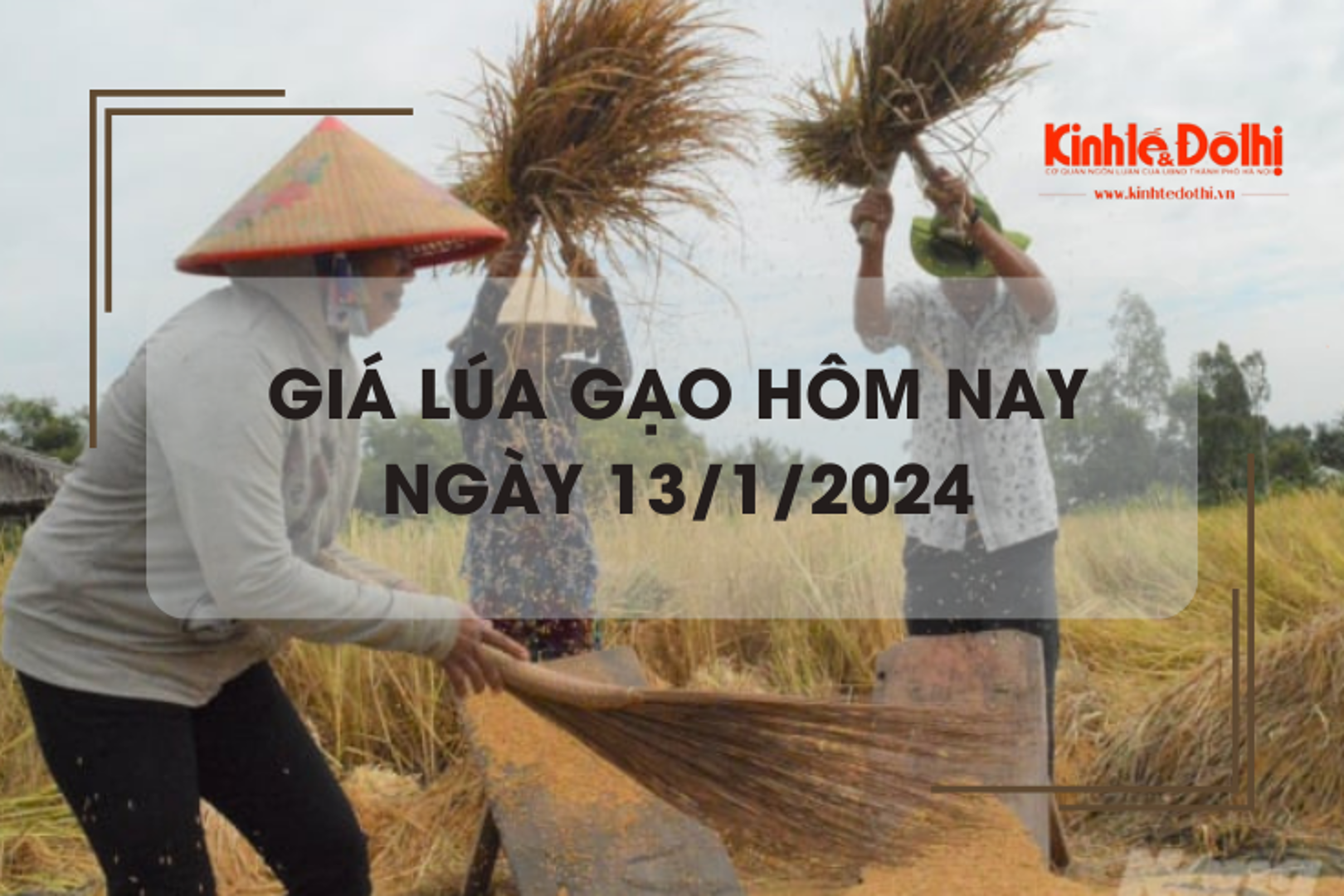 Giá lúa gạo hôm nay 13/1/2024: Giá lúa chững, giá gạo giảm