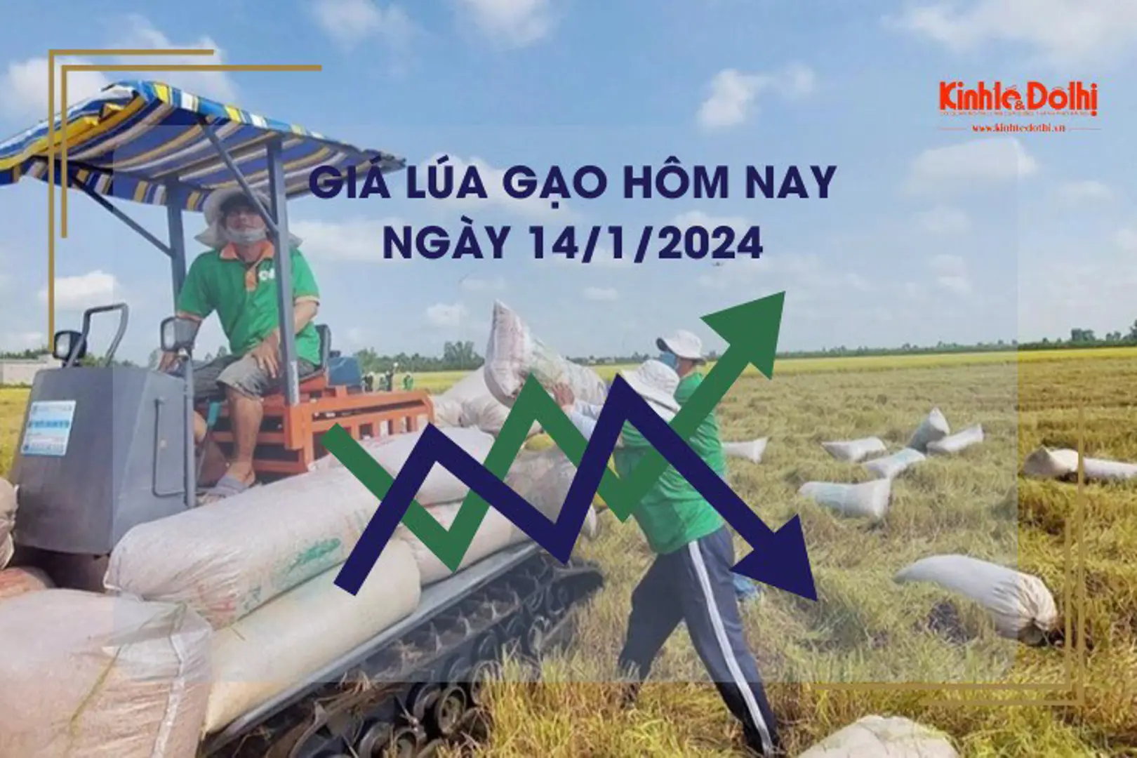 Giá lúa gạo hôm nay 14/1/2024: Giá gạo xuất khẩu giảm nhẹ