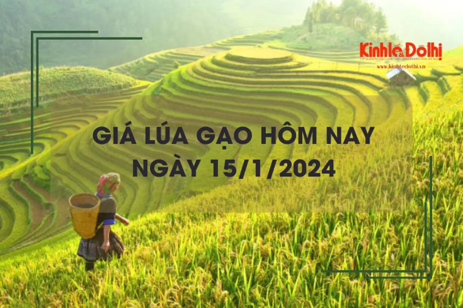 Giá lúa gạo hôm nay 15/1/2024: Gạo xuất khẩu 25% tấm quay đầu giảm