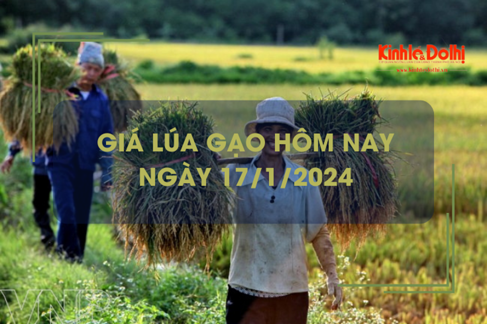 Giá lúa gạo hôm nay 17/1/2024: Giá lúa tăng mạnh, gạo giảm