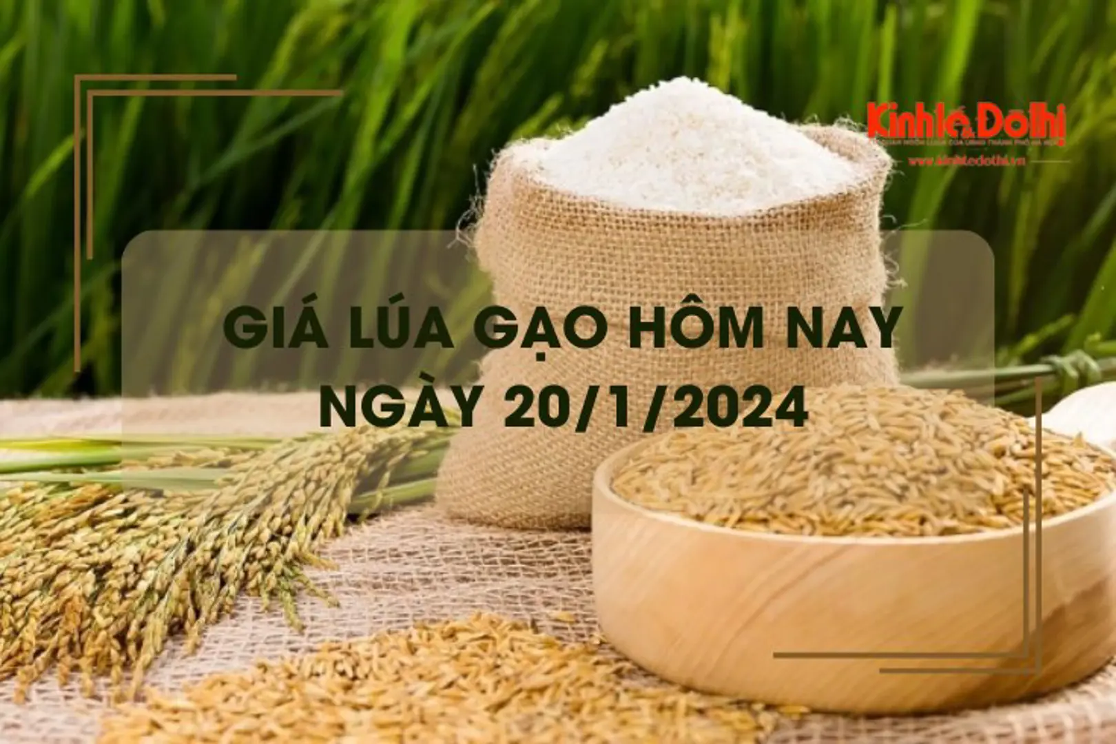 Giá lúa gạo hôm nay 20/1/2024: Giá gạo có xu hướng giảm