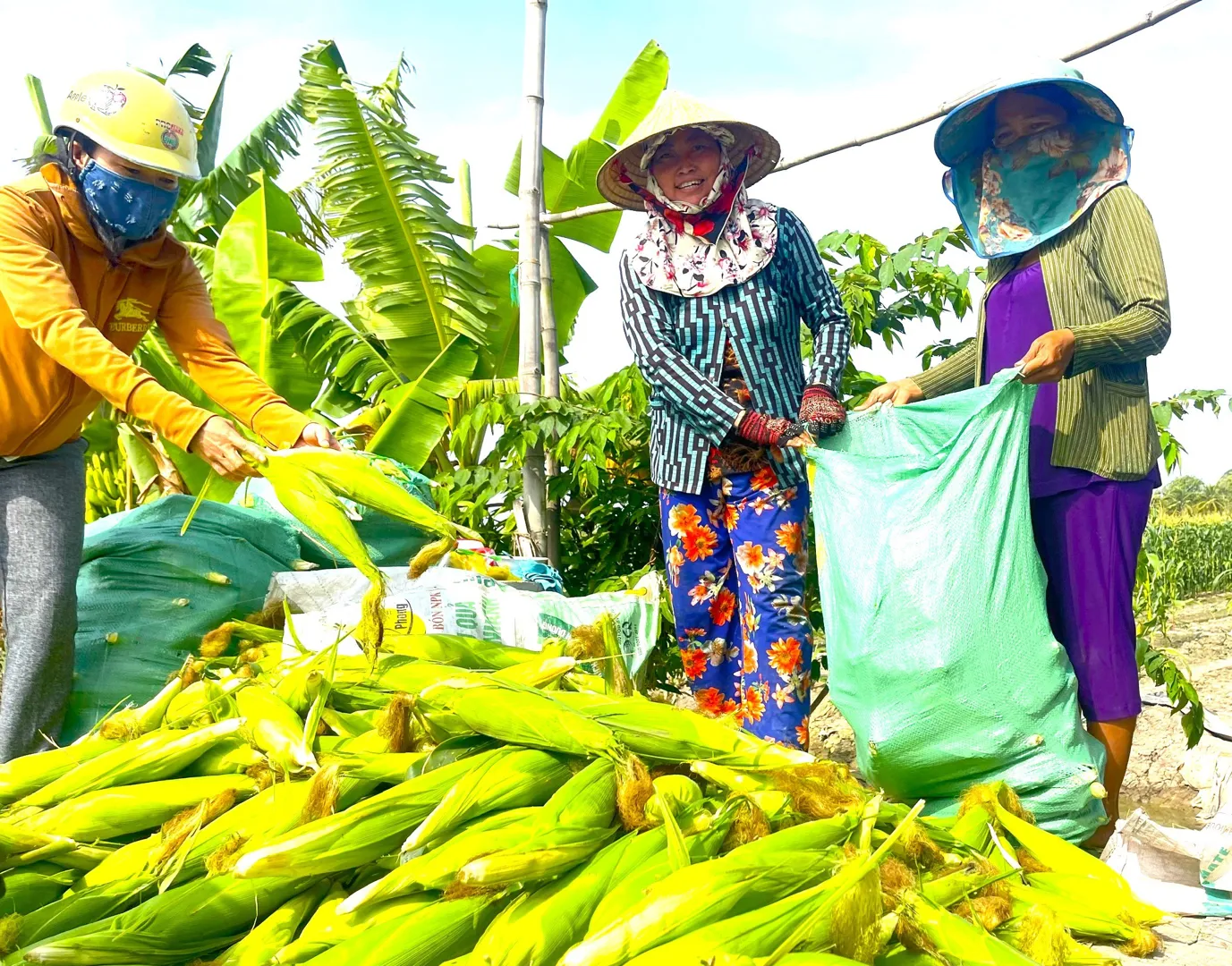 “Xóm bắp” Bạc Liêu ấm áp vào xuân 