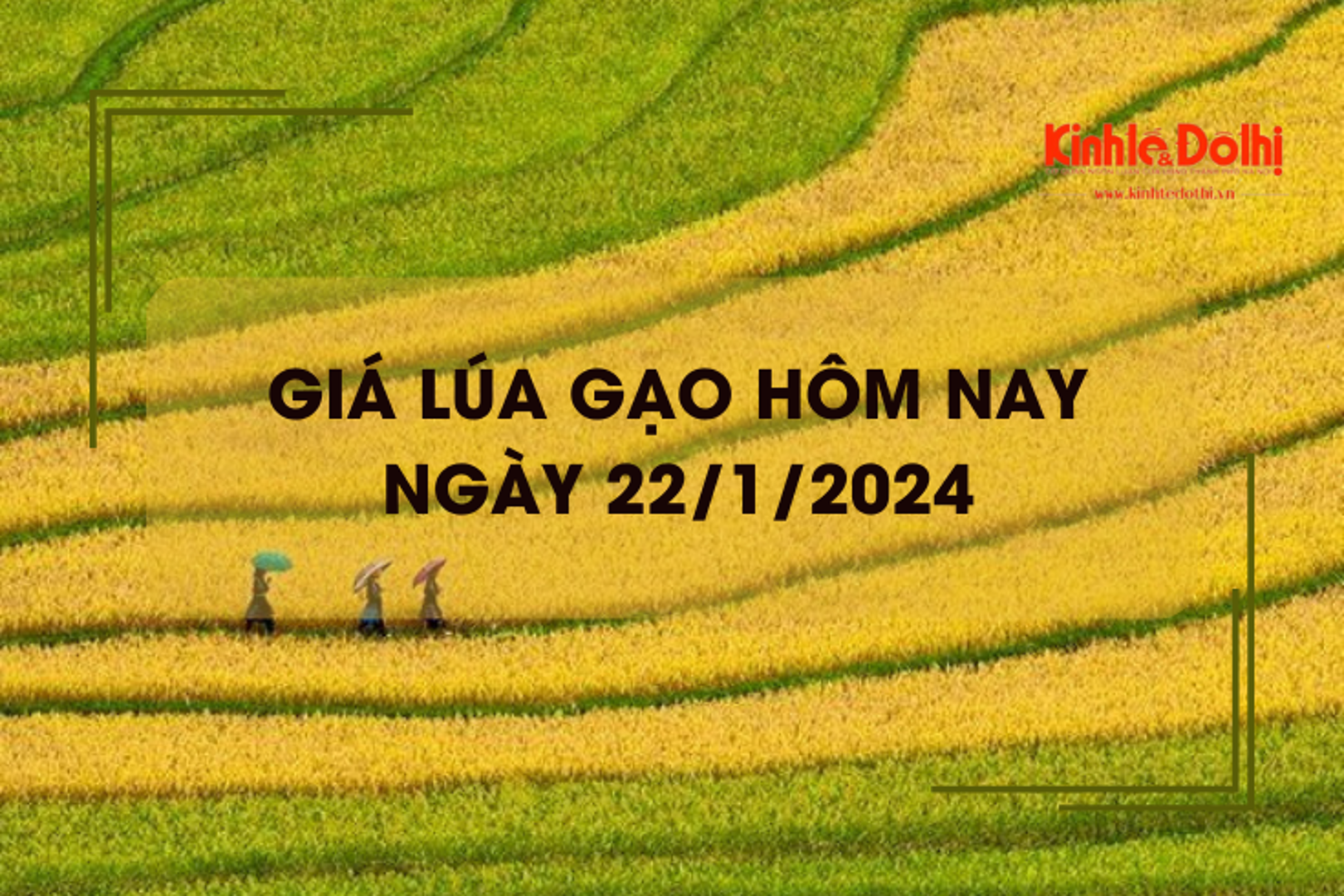 Giá lúa gạo hôm nay 22/1/2024: Duy trì ổn định