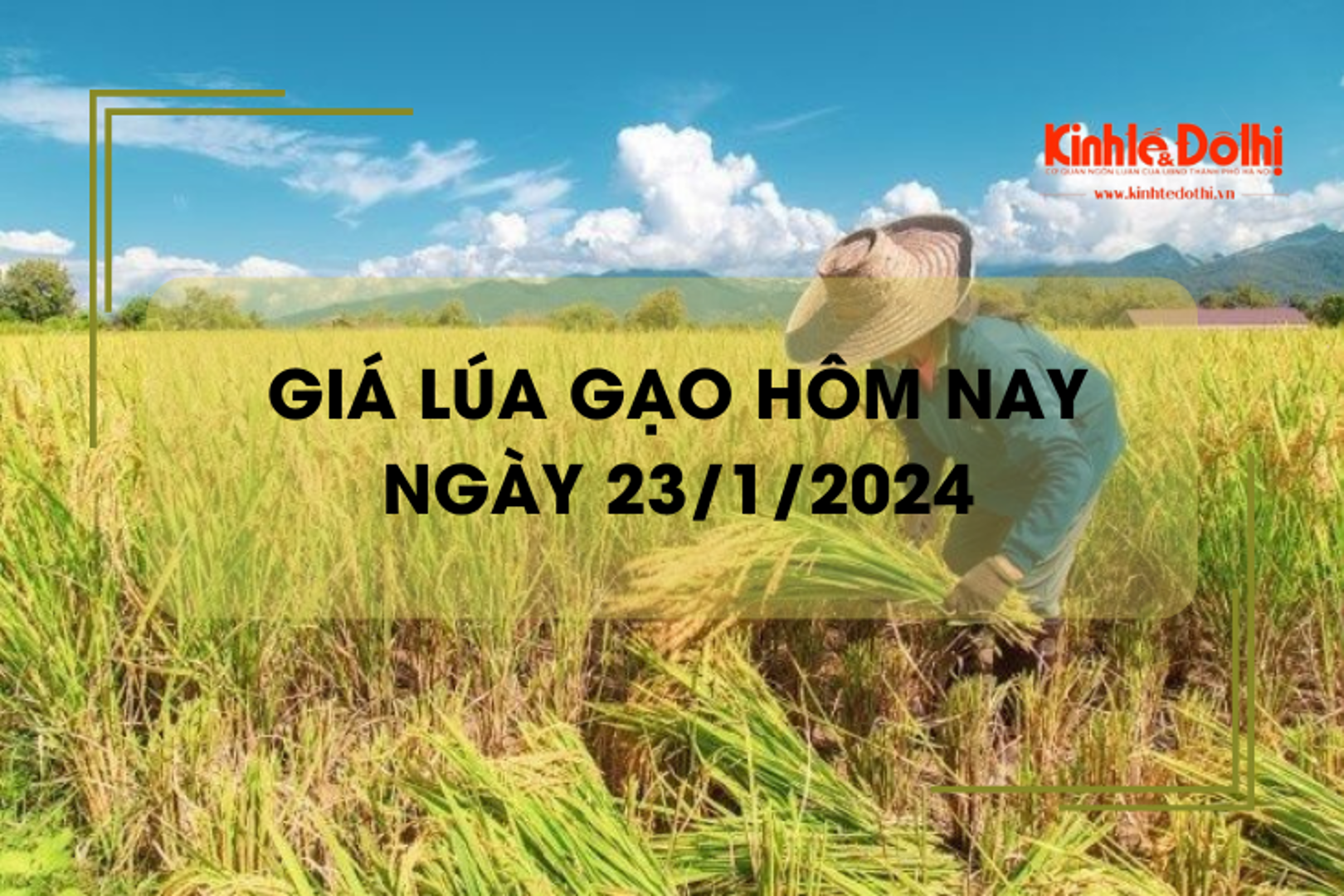 Giá lúa gạo hôm nay 23/1/2024: Giá gạo giảm