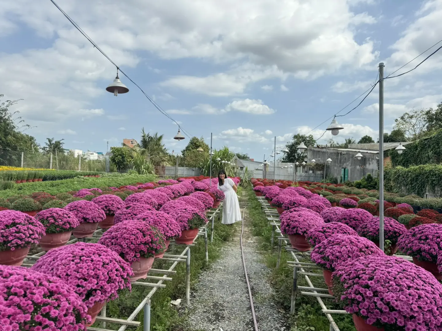 Làng hoa trăm tuổi ở Cần Thơ nhộn nhịp chuẩn bị hoa Tết