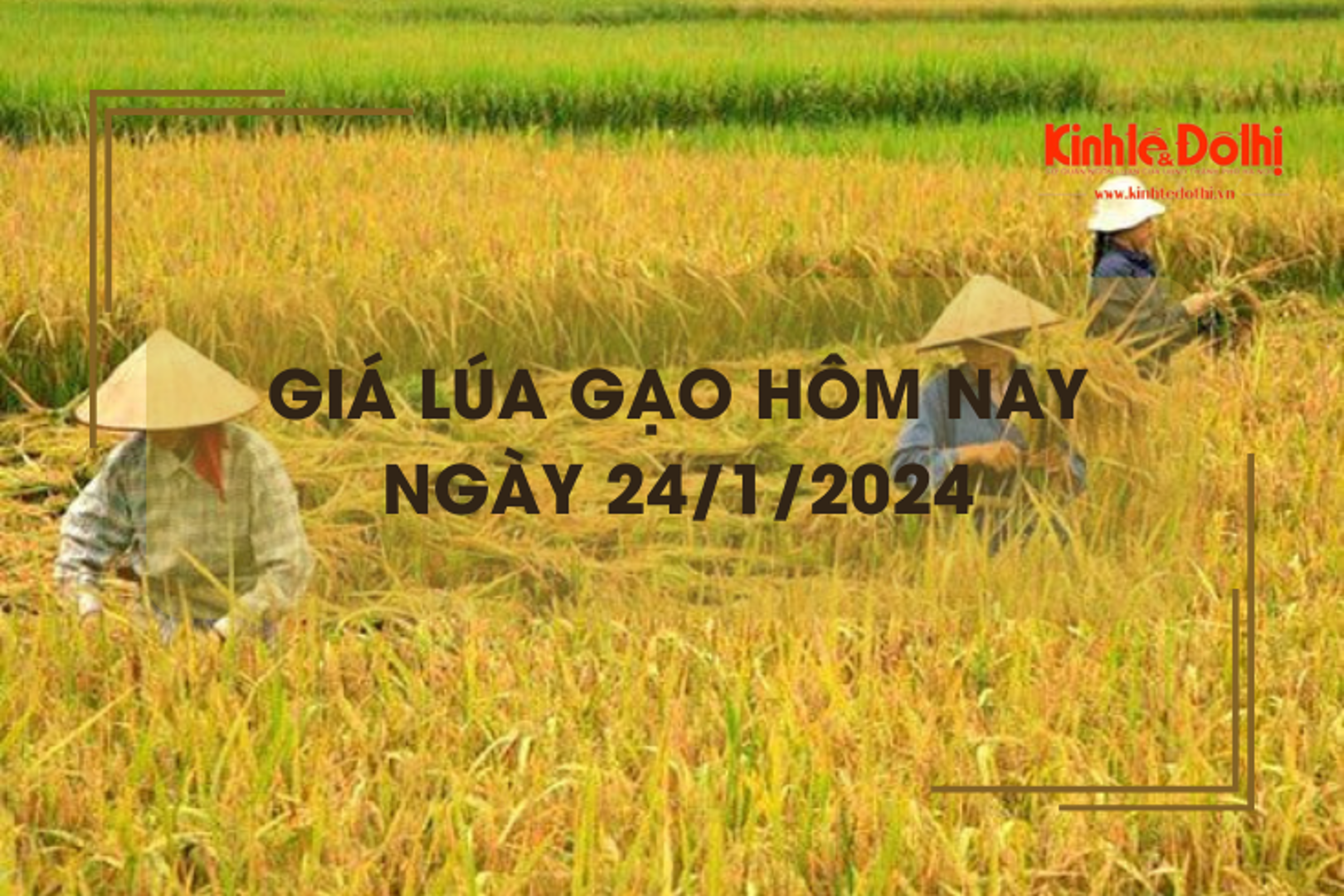 Giá lúa gạo hôm nay 24/1/2024: Giá lúa giảm mạnh, giá gạo chững