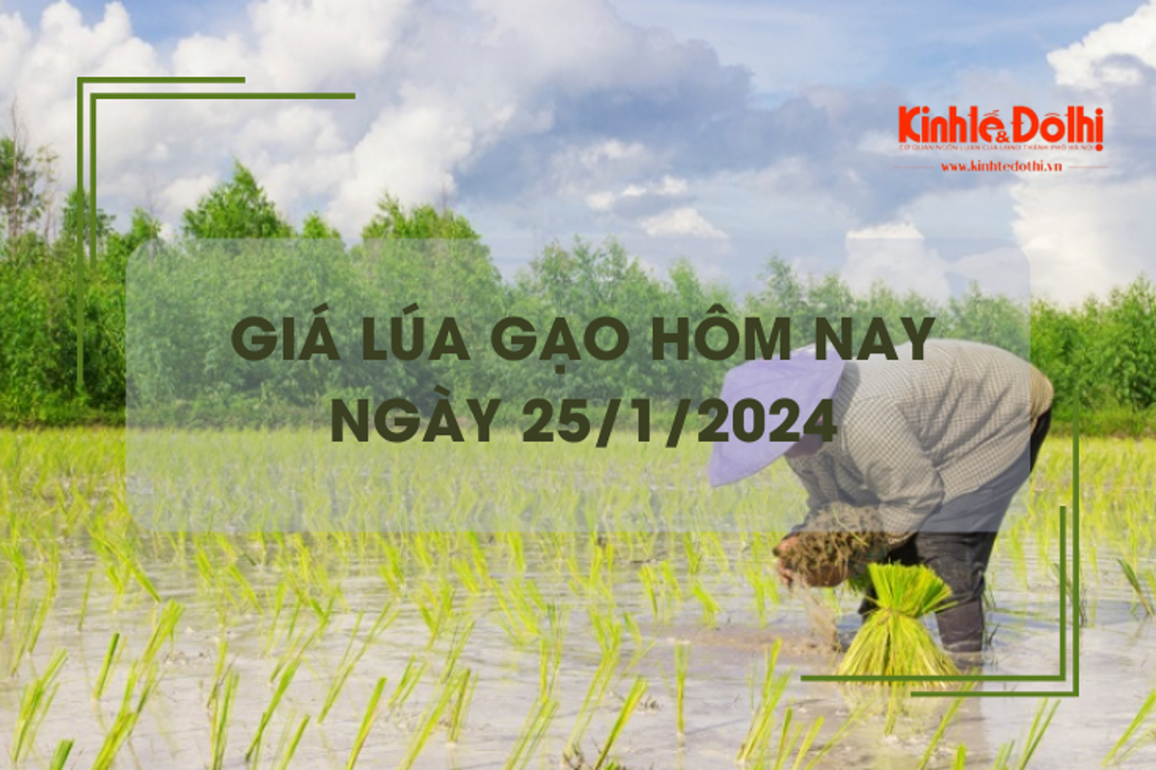 Giá lúa gạo hôm nay 25/1/2024: Đồng loạt chững giá