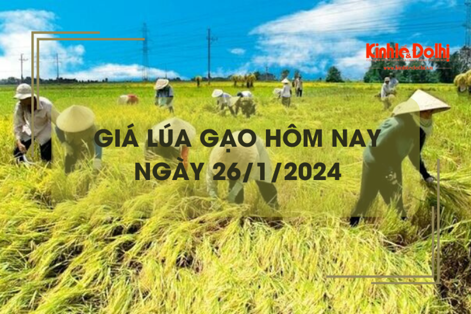 Giá lúa gạo hôm nay 26/1/2024: Duy trì ổn định