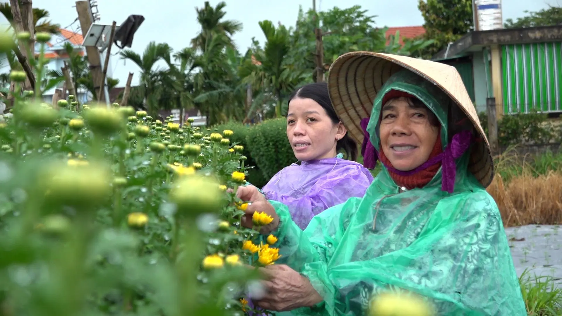 Xứ hoa rộn ràng "ăn Tết" sớm