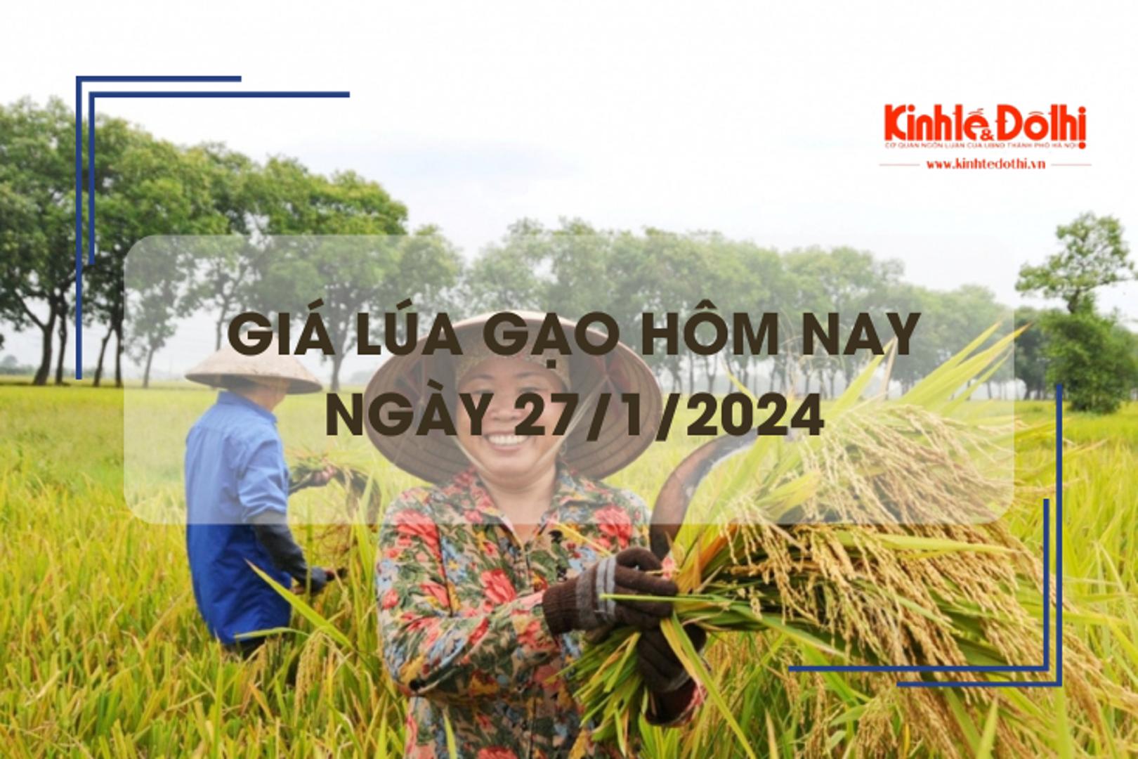 Giá lúa gạo hôm nay 27/1/2024: Giá gạo có xu hướng giảm 200 - 300 đồng/kg