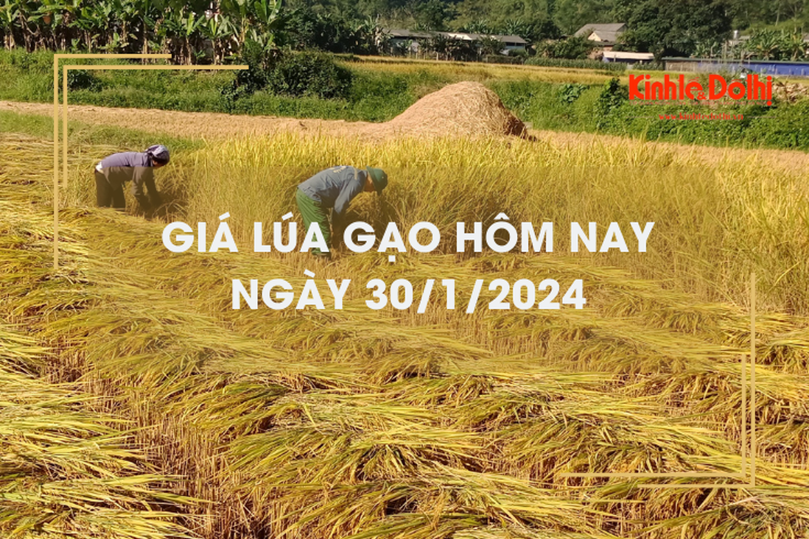 Giá lúa gạo hôm nay 30/1/2024: Giá lúa chững, giá gạo giảm mạnh