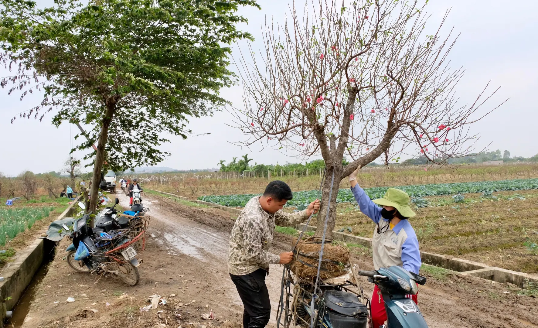 Hà Nội: Làng đào Phù Trì tất bật những ngày cận Tết