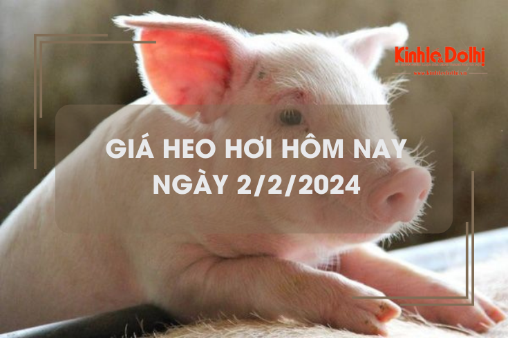 Giá heo hơi hôm nay 2/2/2024: Giảm 1.000 - 3.000 đồng/kg