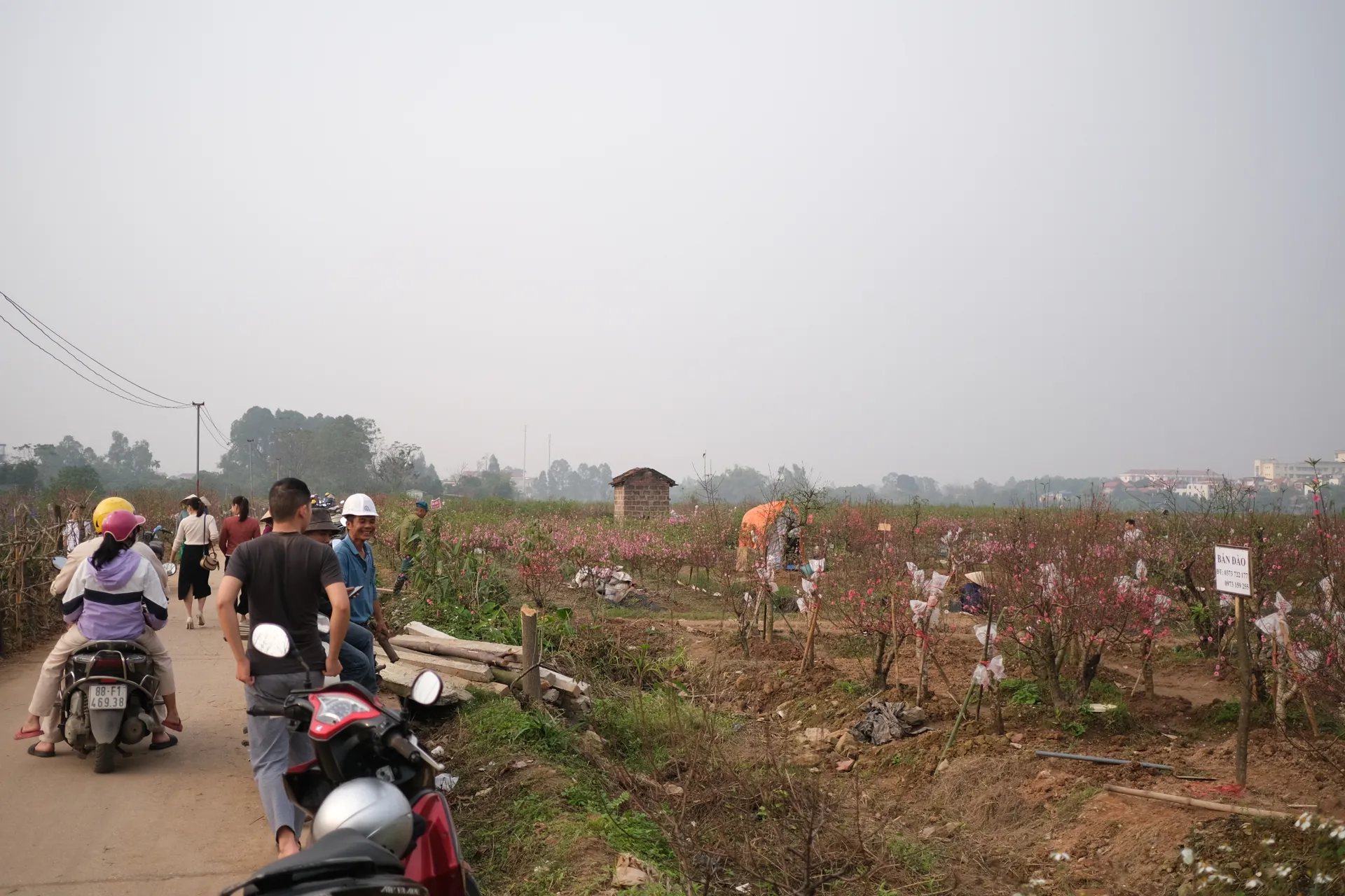 Vĩnh Phúc: Mãn nhãn những cánh hoa đào “hiếm” khoe sắc ở làng Tiền Châu