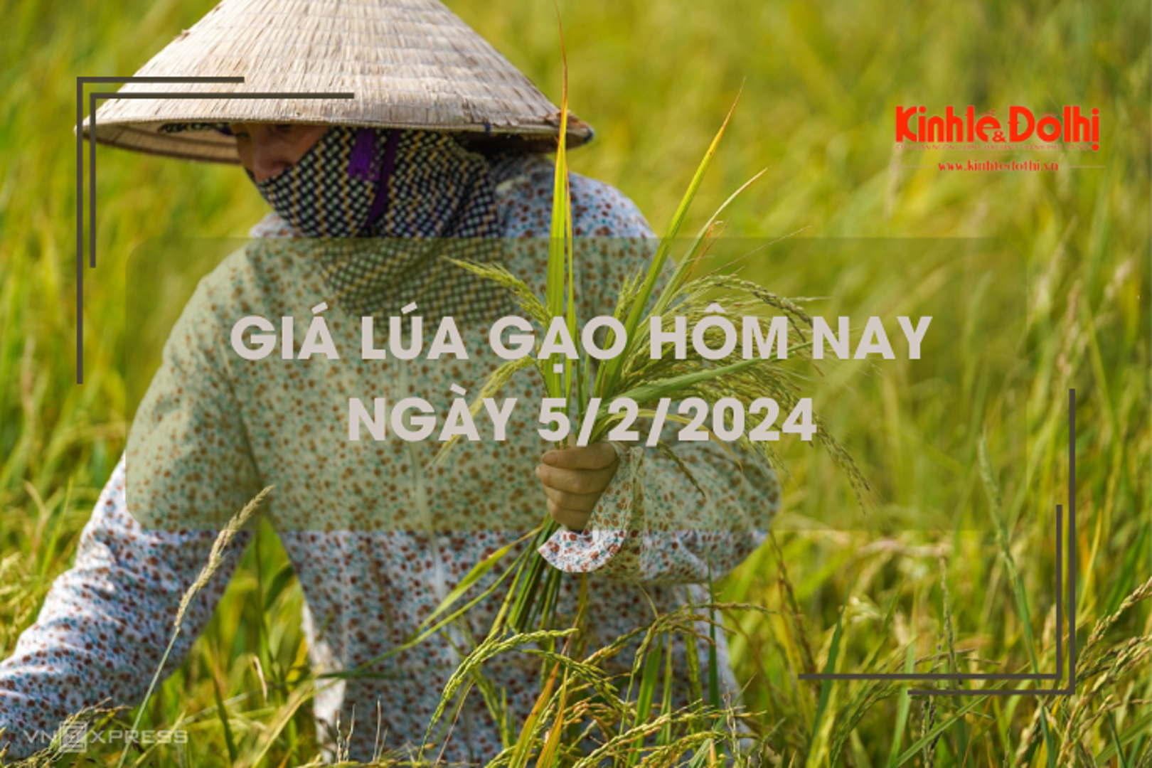 Giá lúa gạo hôm nay 5/2/2024: Duy trì ổn định 